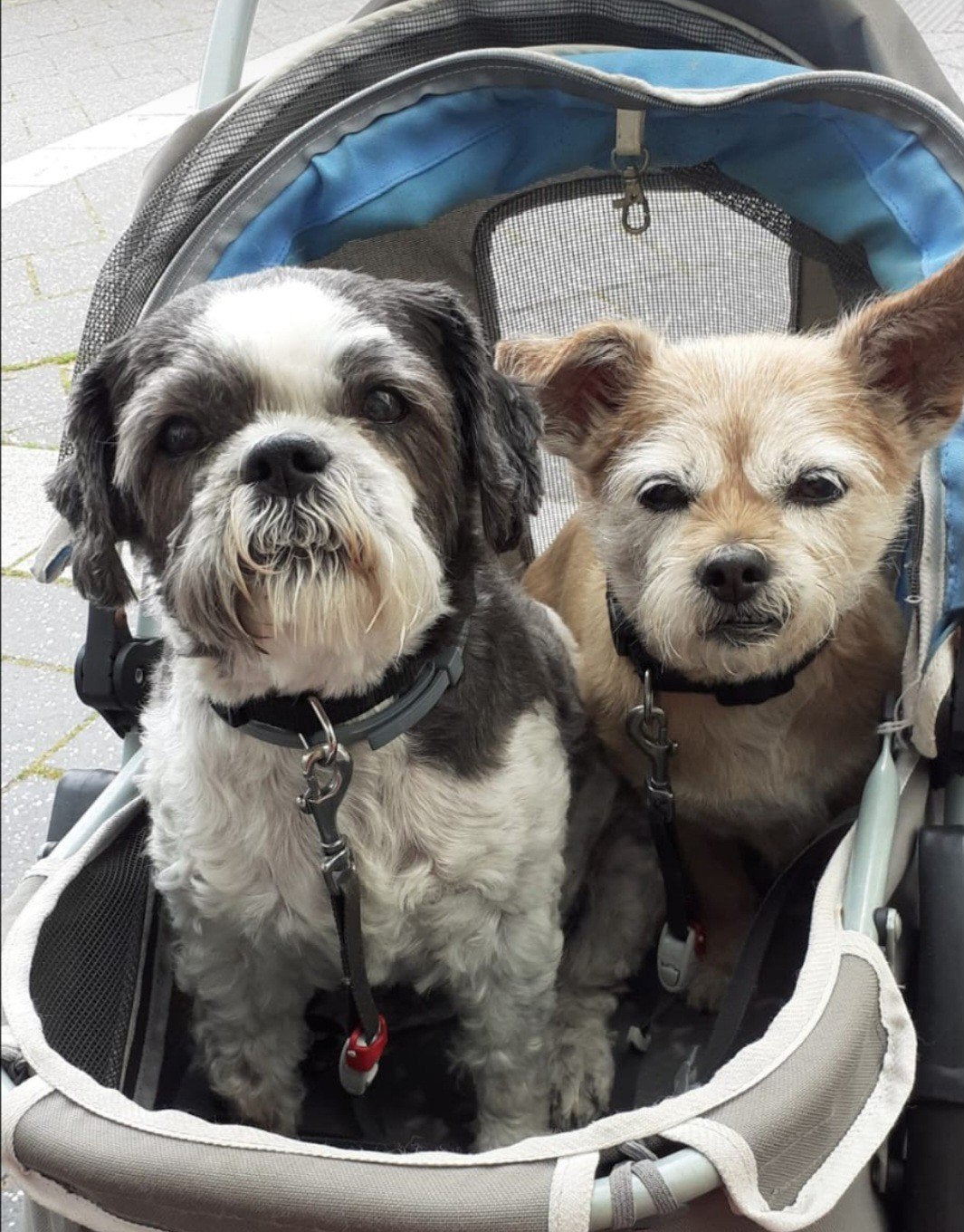 honden uitlaat, Dieren en Toebehoren, Ophalen of Verzenden