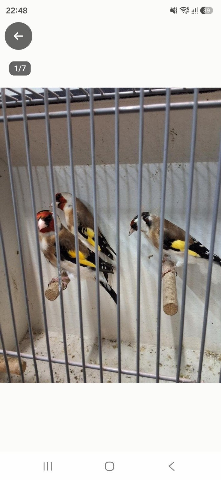 2 koppels majoor putters  te koop., Meerdere dieren, Wildzangvogel