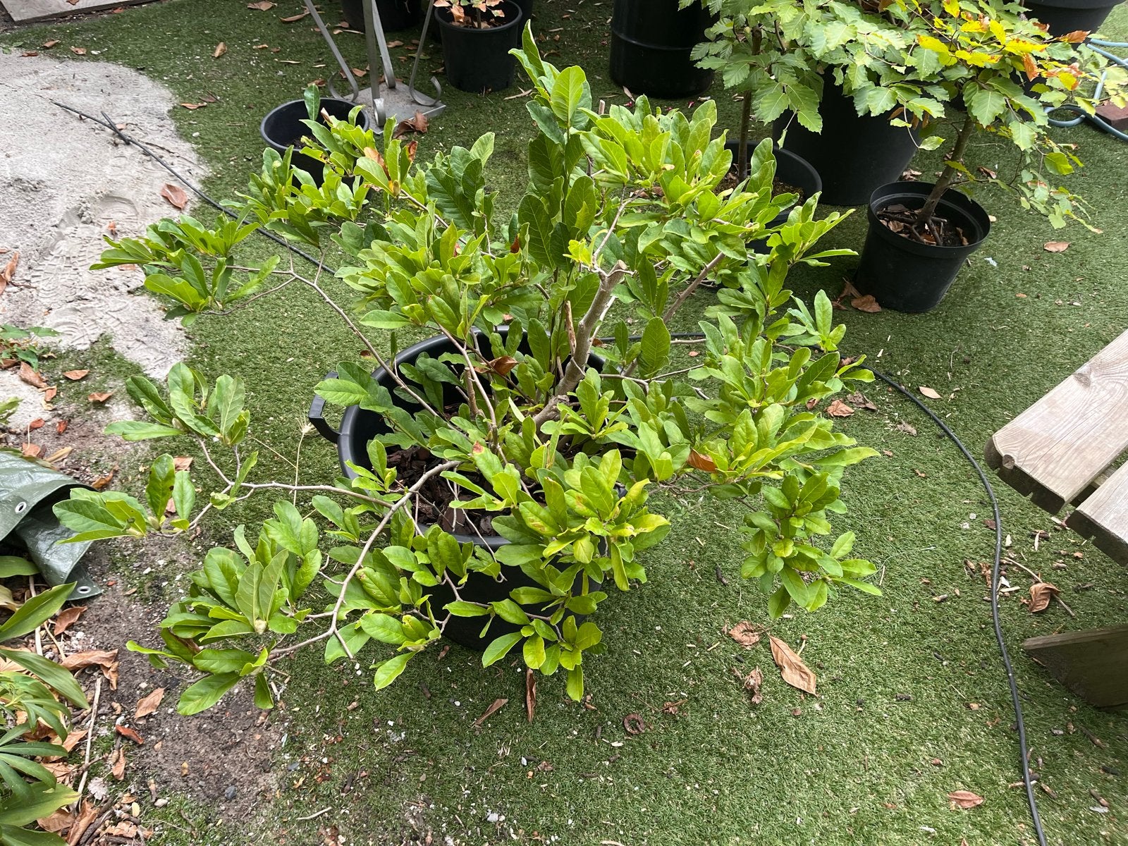 Mooie Magnolia Stellata in 50cm pot, Tuin en Terras, Volle zon, Vaste plant, Lente, Ophalen