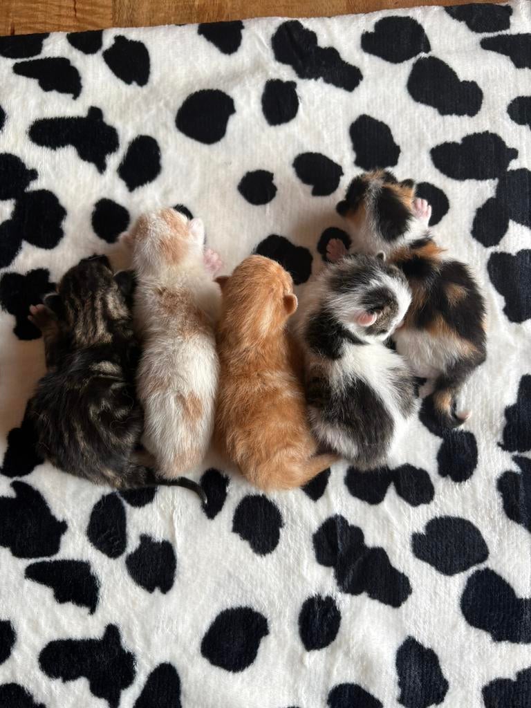 Lieve kittens, Meerdere dieren, Kortharig, 0 tot 2 jaar