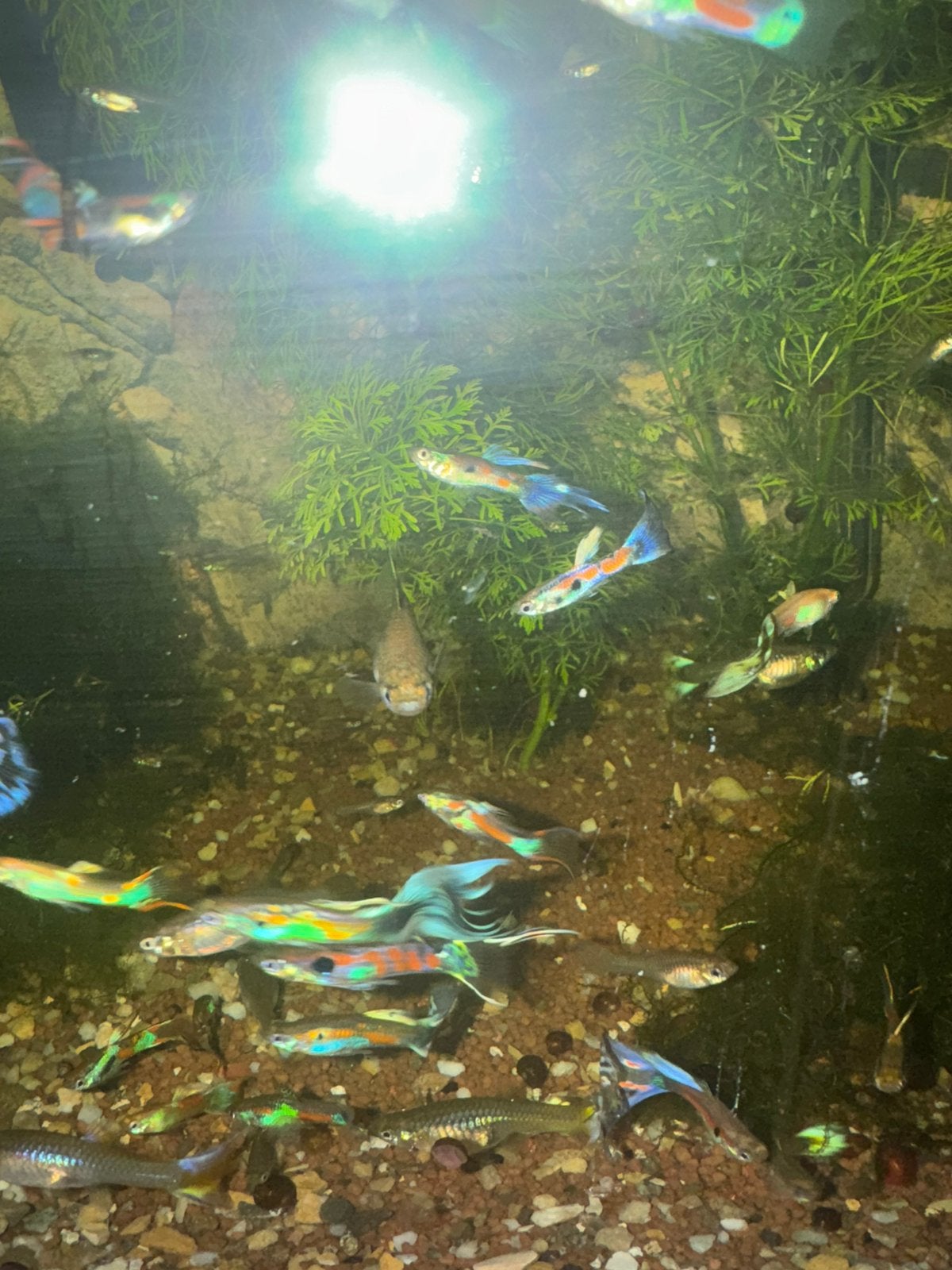 Te koop: mooie guppen, Dieren en Toebehoren, Vissen | Aquariumvissen, Vis