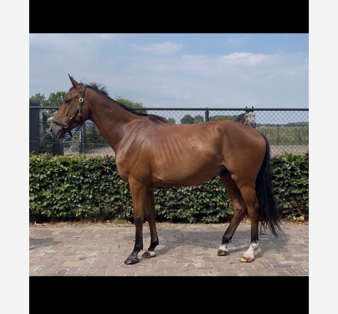 7 jarige alround ruin., Ruin, Recreatiepaard, 3 tot 6 jaar