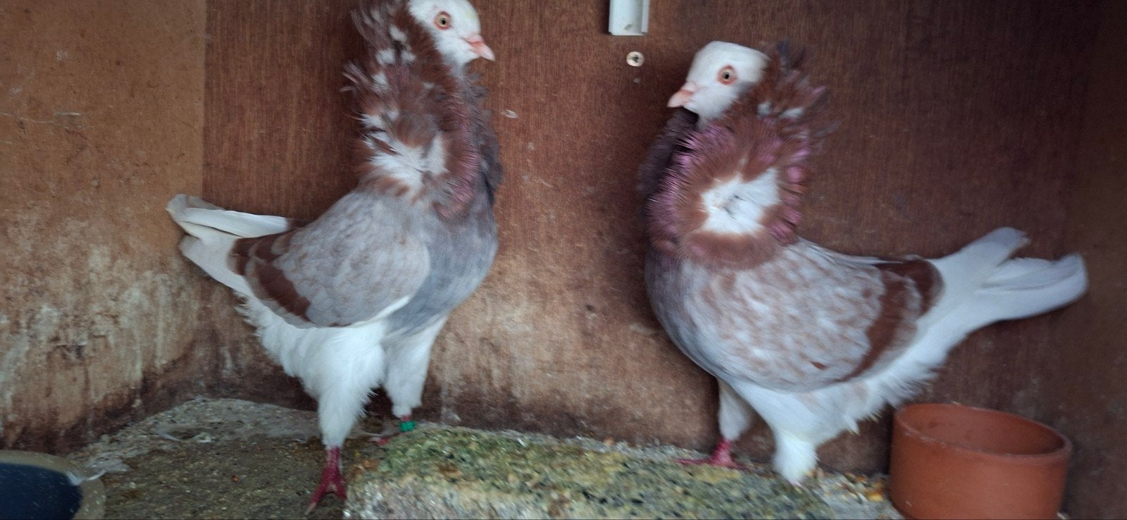 te koop  sierduiven Oudhollands kapucijnen duiven, Dieren en Toebehoren, Meerdere dieren, Overige soorten