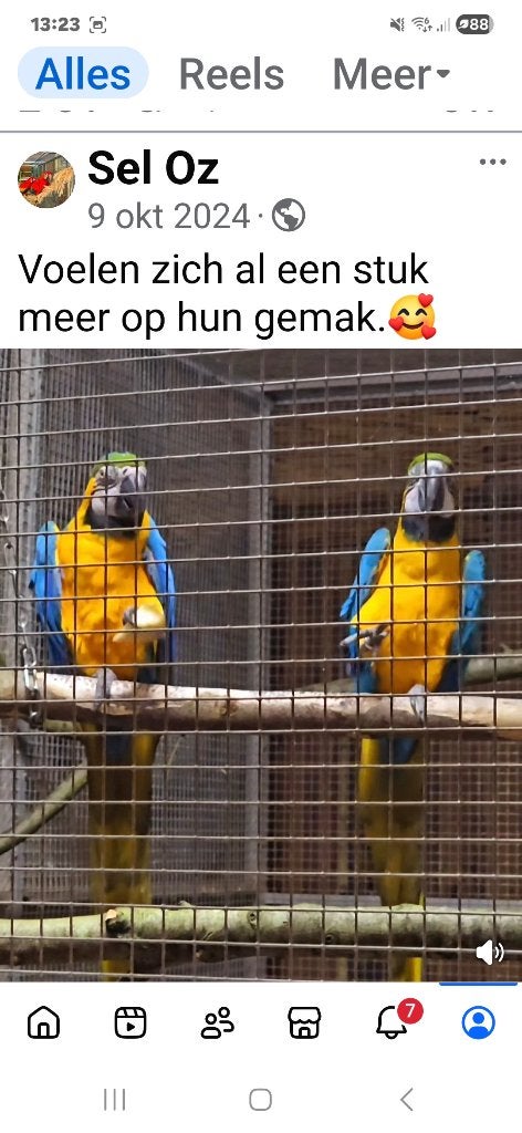 Bewezen koppel Blauwgele Ara . Te koop of te ruil, Meerdere dieren, Papegaai, Pratend