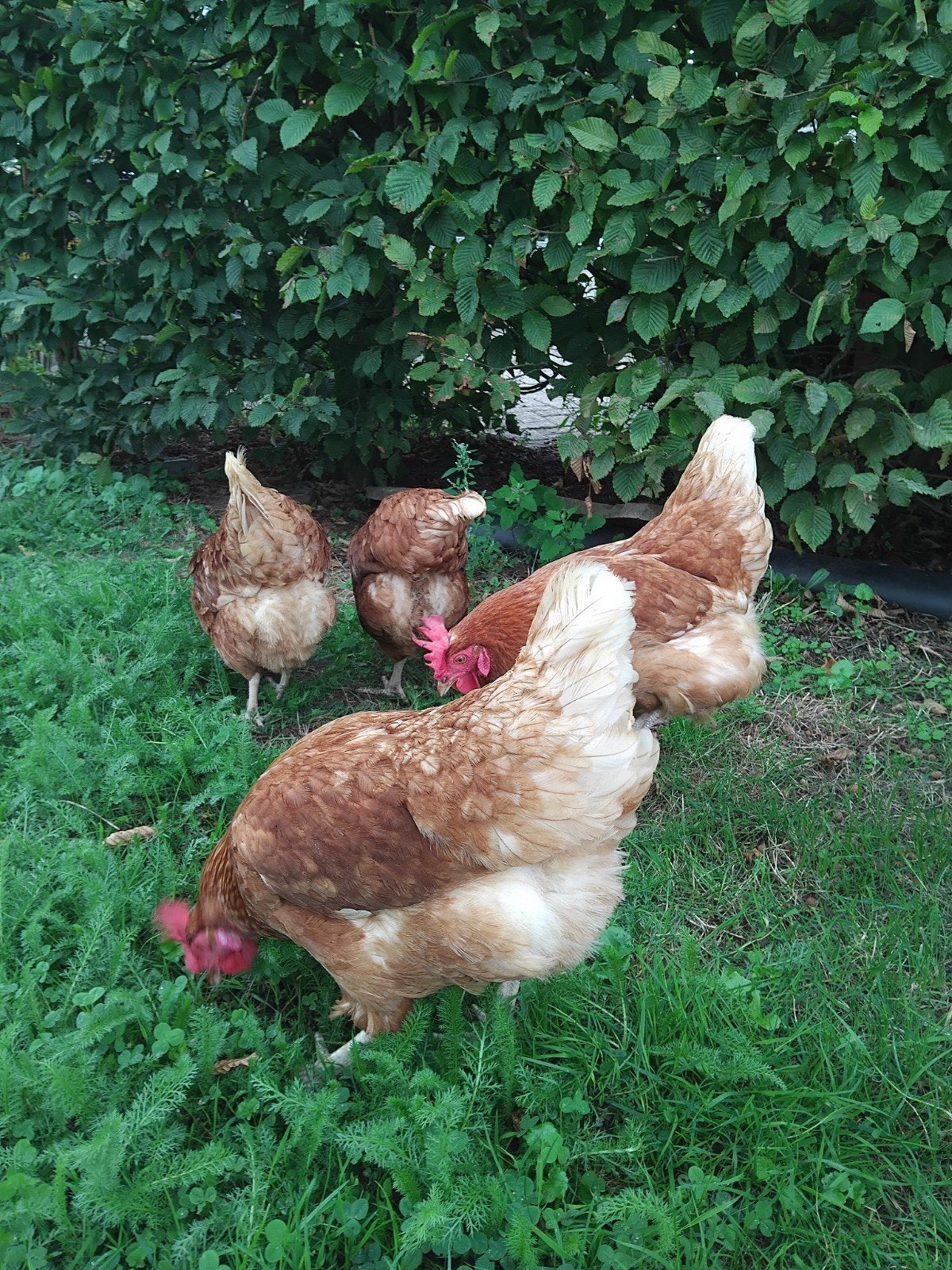 4 jonge leghennen, Vrouwelijk, Kip