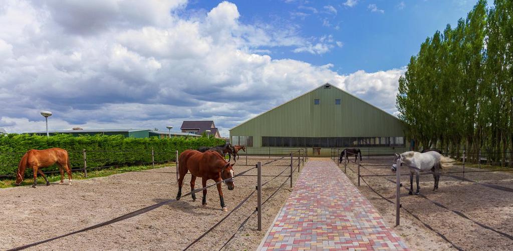 Paarden Pensionstalling in Nieuwe Wetering, Dieren en Toebehoren, Stalling en Weidegang, Weidegang
