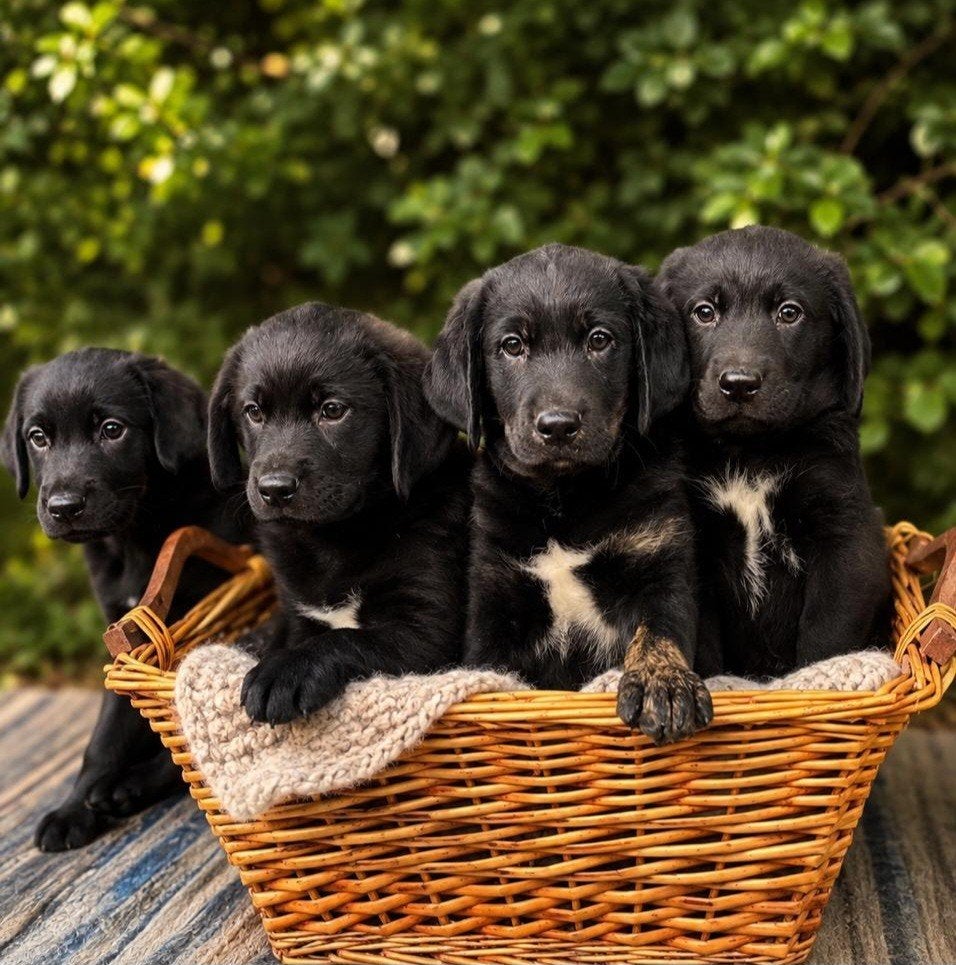 stralende labdrador retriever kruising puppies...., Dieren en Toebehoren, Nederland, Overige rassen, 8 tot 15 weken, Meerdere