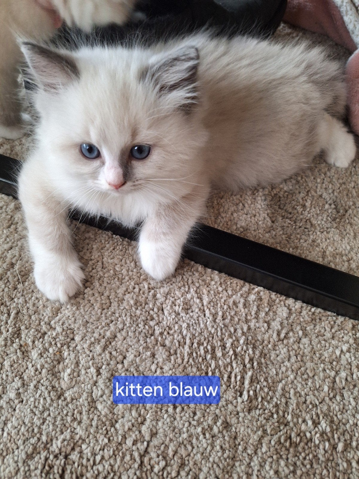 Mooie ragdoll kittens, Meerdere dieren, Gechipt