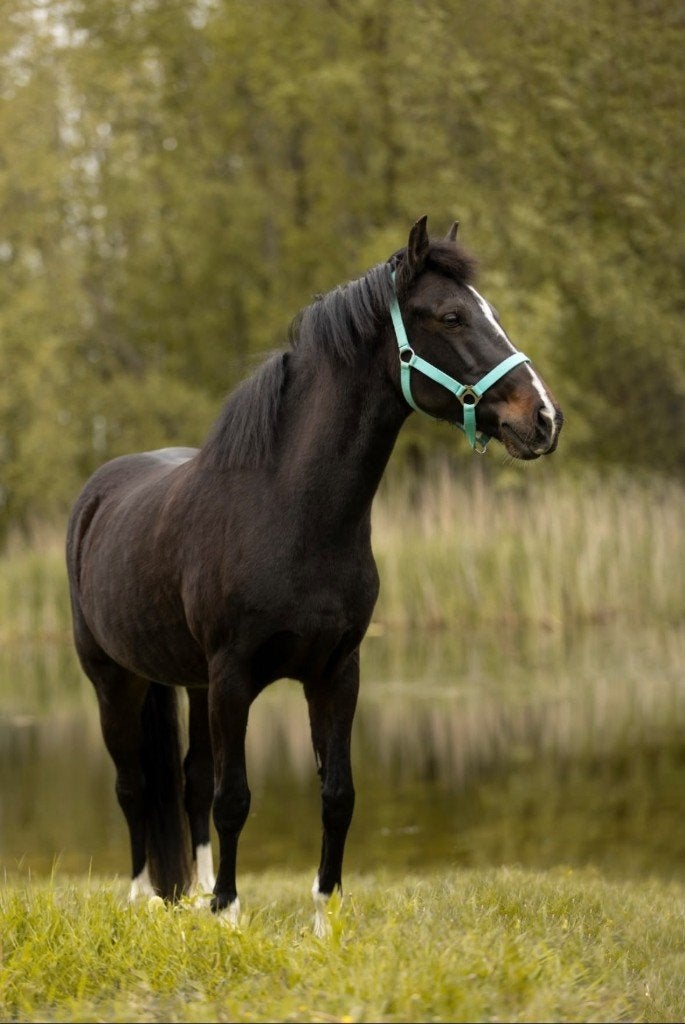 New Forest D pony merrie, Dieren en Toebehoren, Merrie, Met stamboom, Niet van toepassing, 11 jaar of ouder