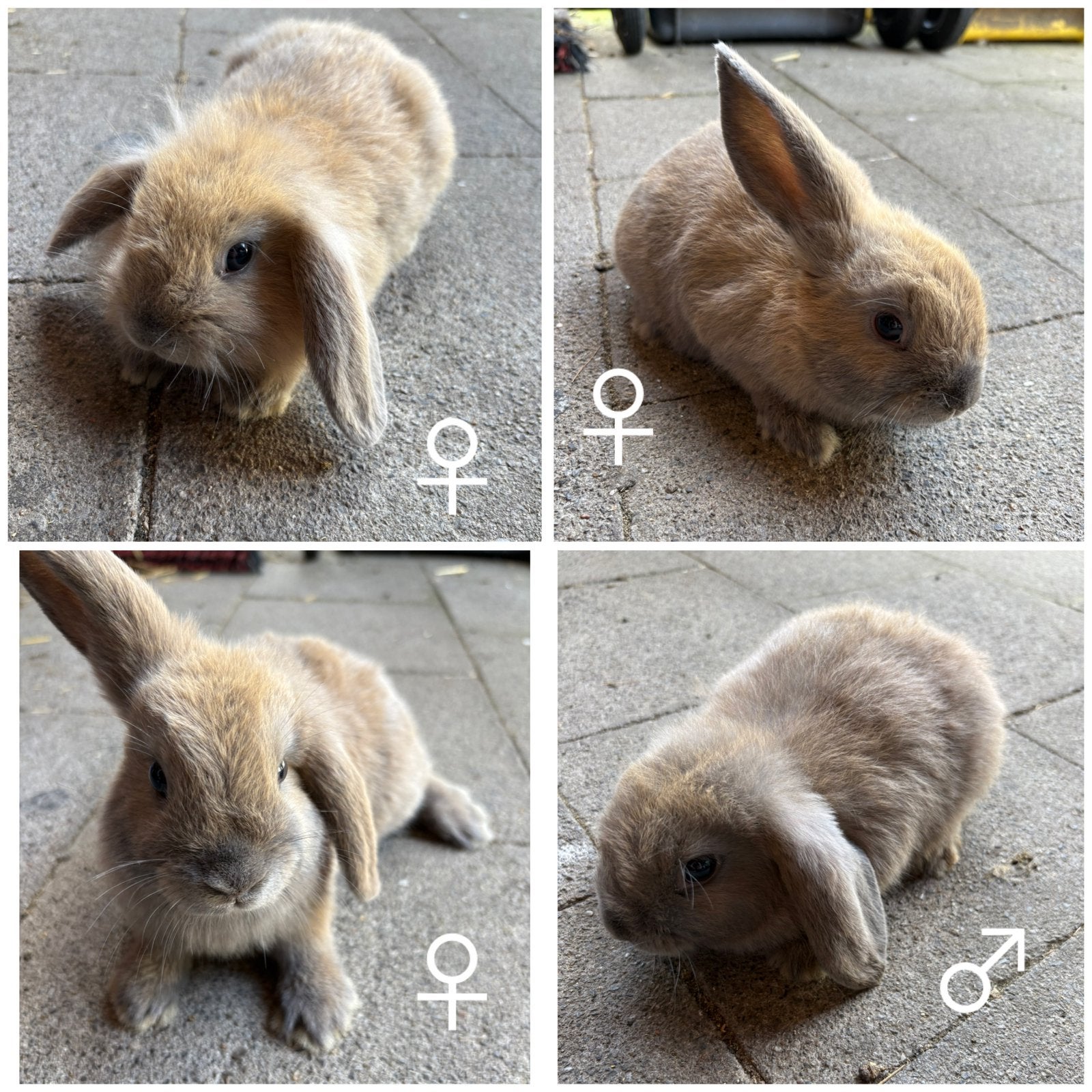 Dwergkonijntje hangoortjes, Dieren en Toebehoren, Konijnen, Meerdere dieren, Dwerg