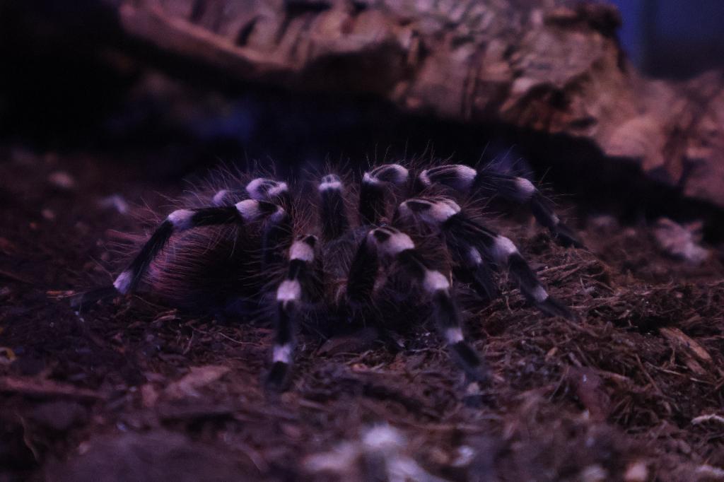 Acanthoscurria geniculata Man Vogelspin, Dieren en Toebehoren, Insecten en Spinnen, Overige soorten