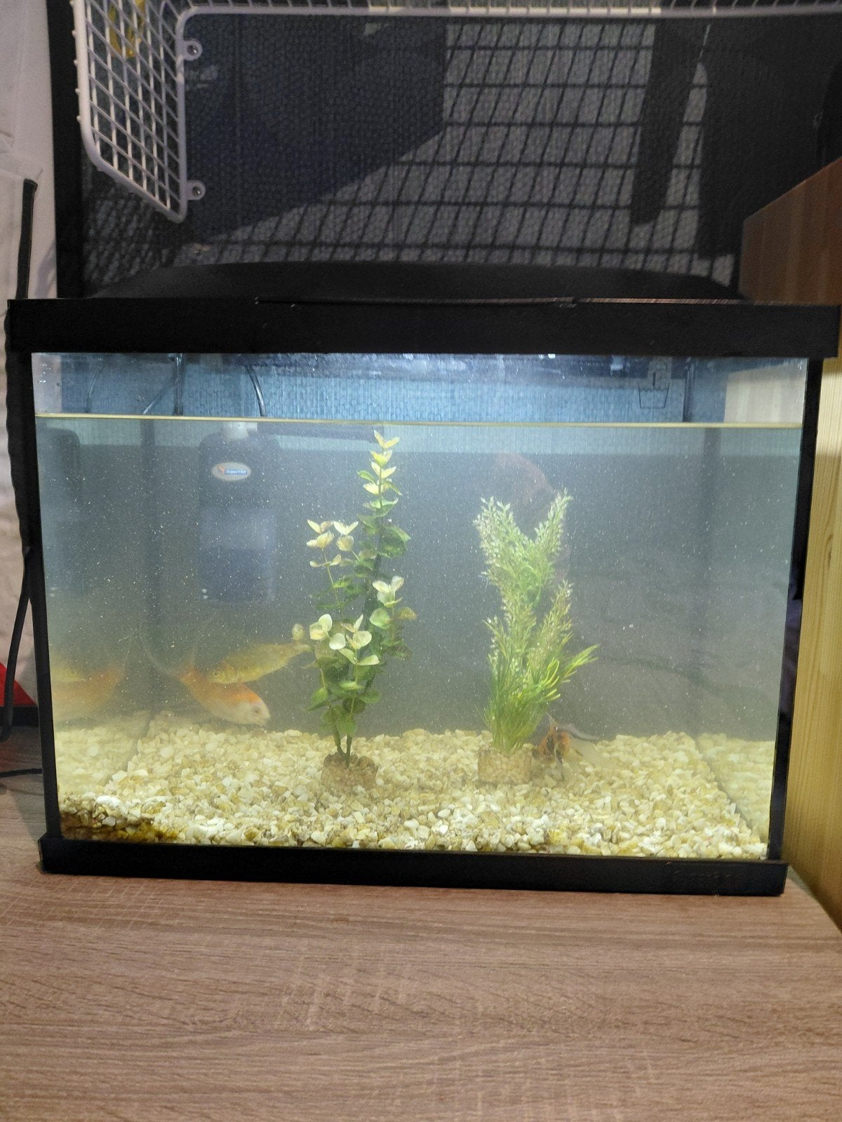 Superfish 45l Aquarium met vissen en toebehoren, Vis, Zoetwatervis