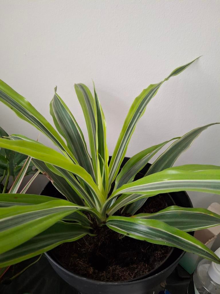 Plant, Tuin en Terras, Planten | Tuinplanten, Ophalen, Overige soorten, Volle zon