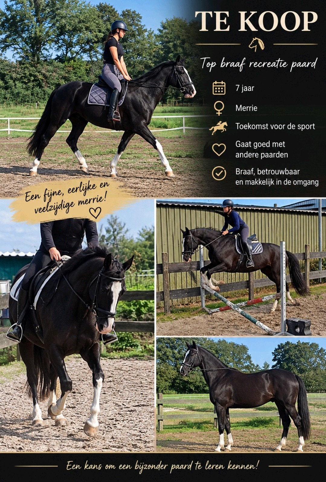 super fijn recreatie paard, Merrie