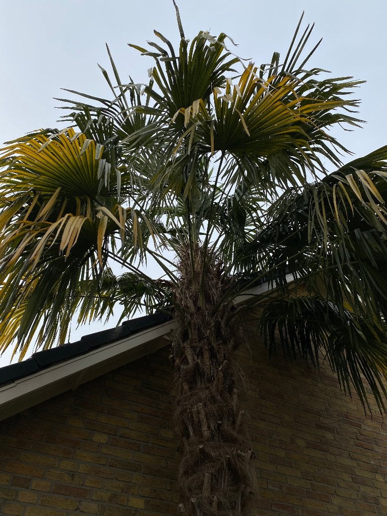 Palmboom te koop, Zomer, Palmboom, 400 cm of meer, Ophalen