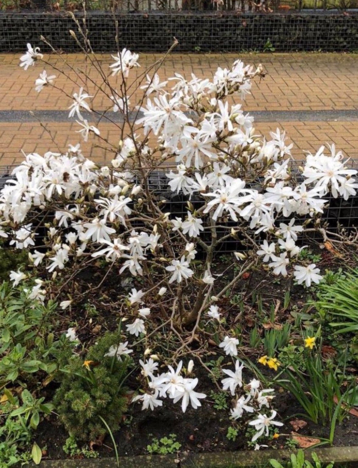 Stermagnolia, Ophalen, Lente, Vaste plant, Overige soorten