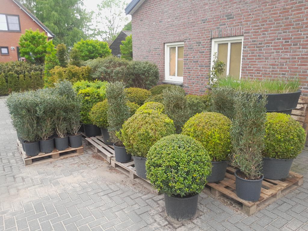 Restpartijen Tuinplanten, Volle zon, Ophalen, Overige soorten, Bloeit niet