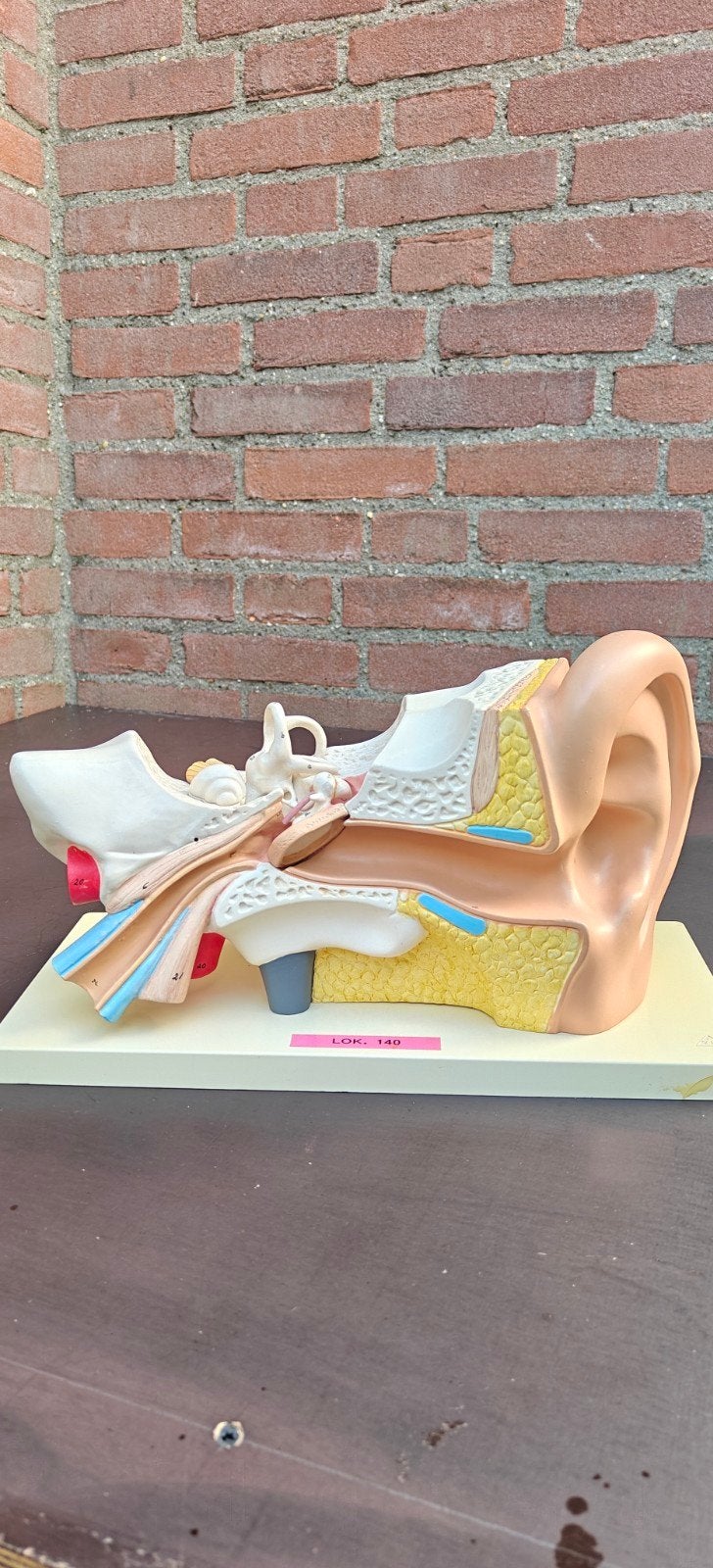 Anatomisch oormodel oor, Ophalen of Verzenden