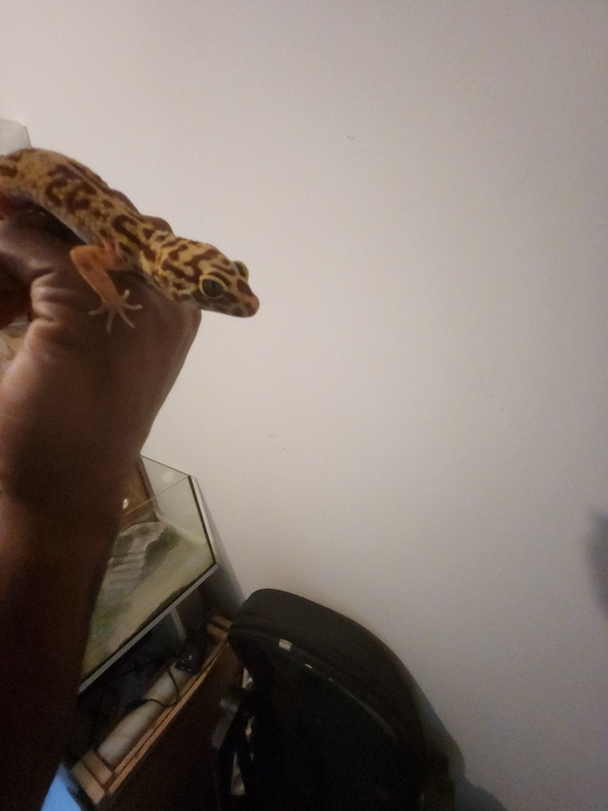 luipaard Gekko Leopard Gecko - female for sale from Rich