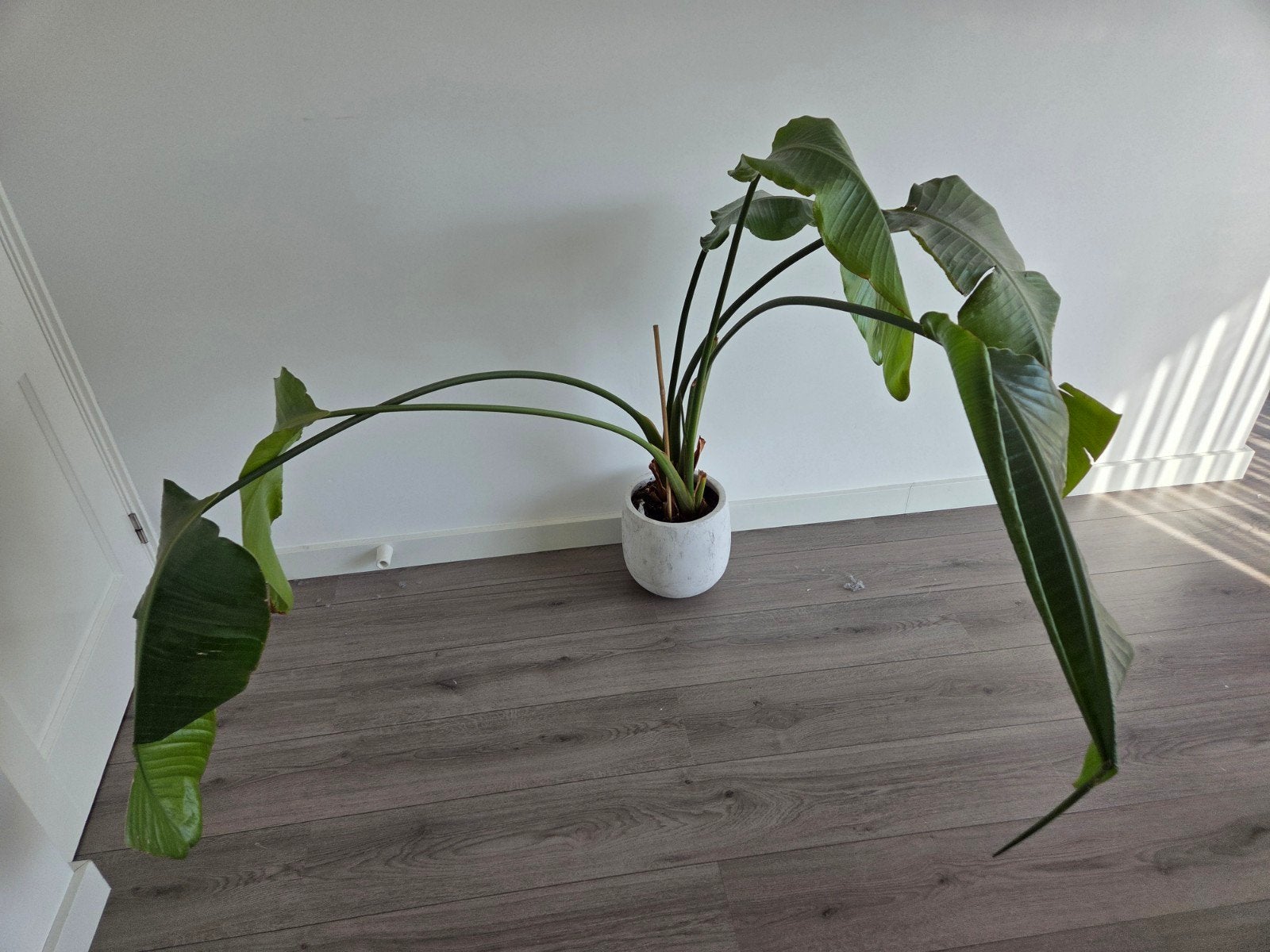 Grote Strelitzia Nicolai - Paradijsvogelplant, Ophalen, Overige soorten, In pot, 150 tot 200 cm