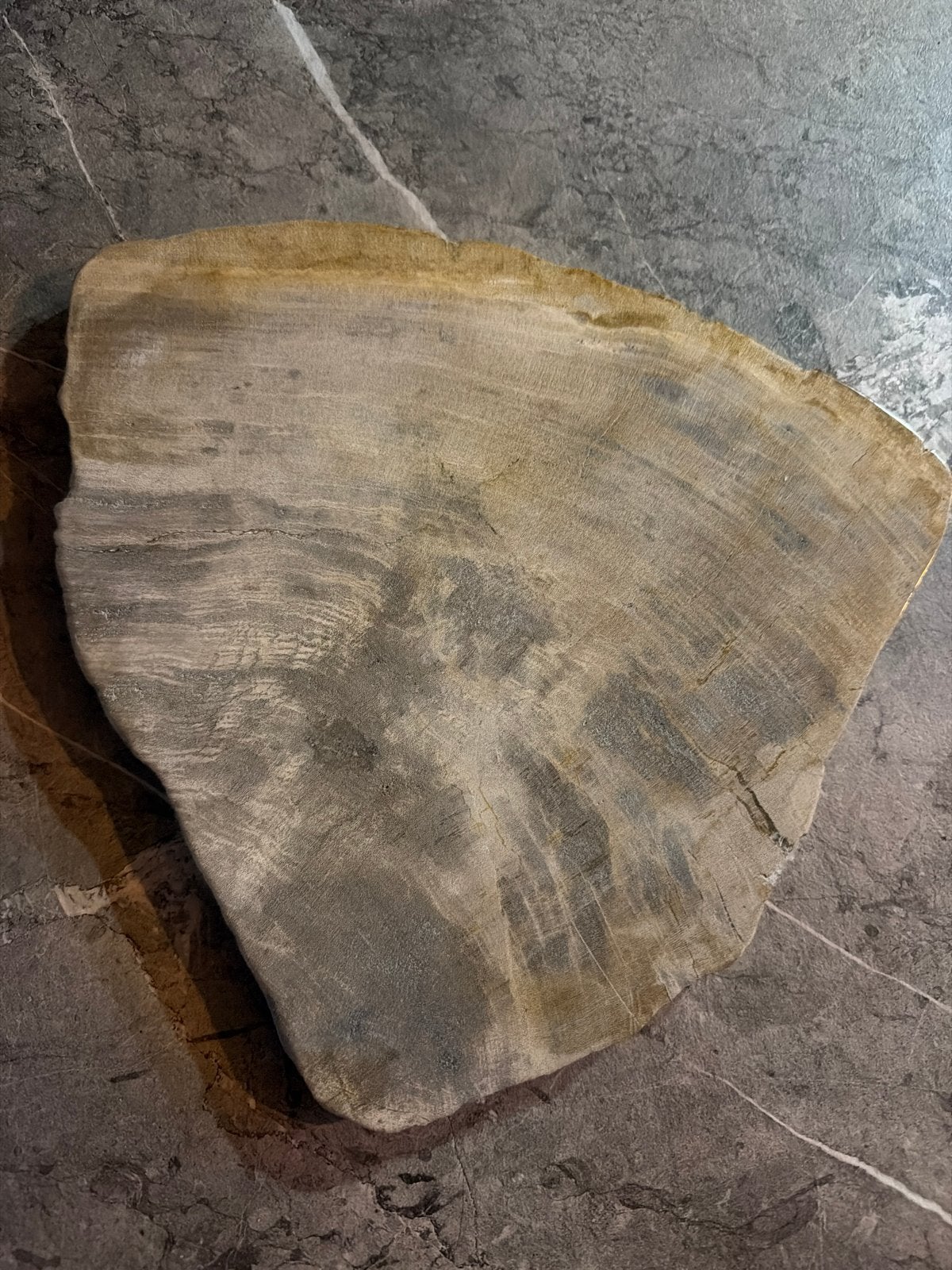 Gepolijst Versteend Hout - Uniek Decoratiestuk, Ophalen, Fossiel