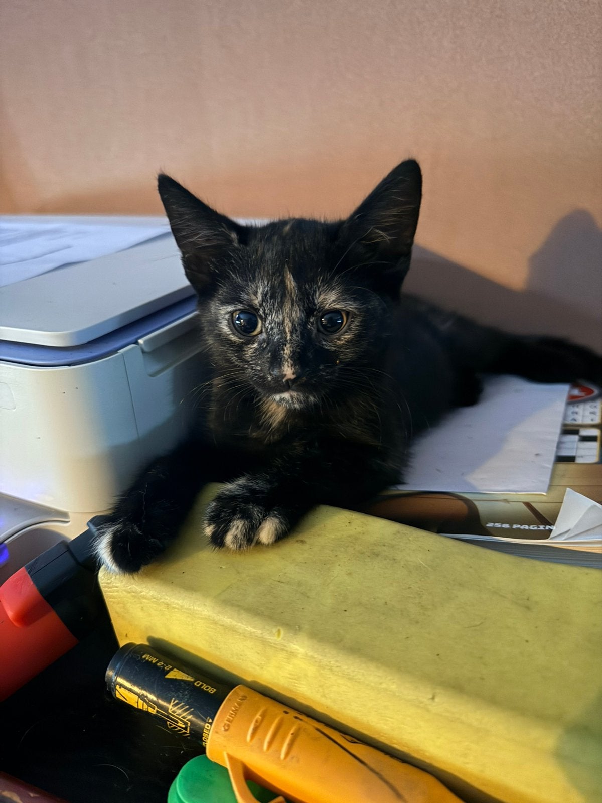2 lieve kittens, Dieren en Toebehoren, Katten en Kittens | Overige Katten, Meerdere dieren