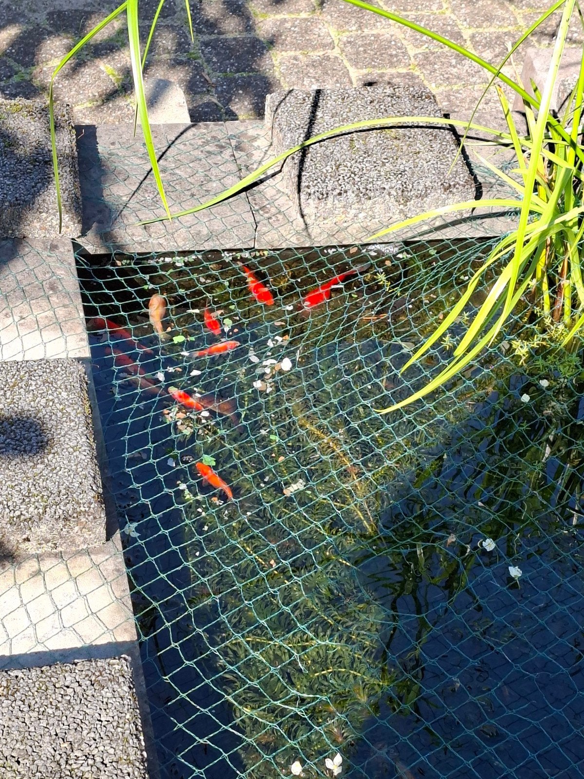 Goudvissen, Dieren en Toebehoren, Goudvis(sen)