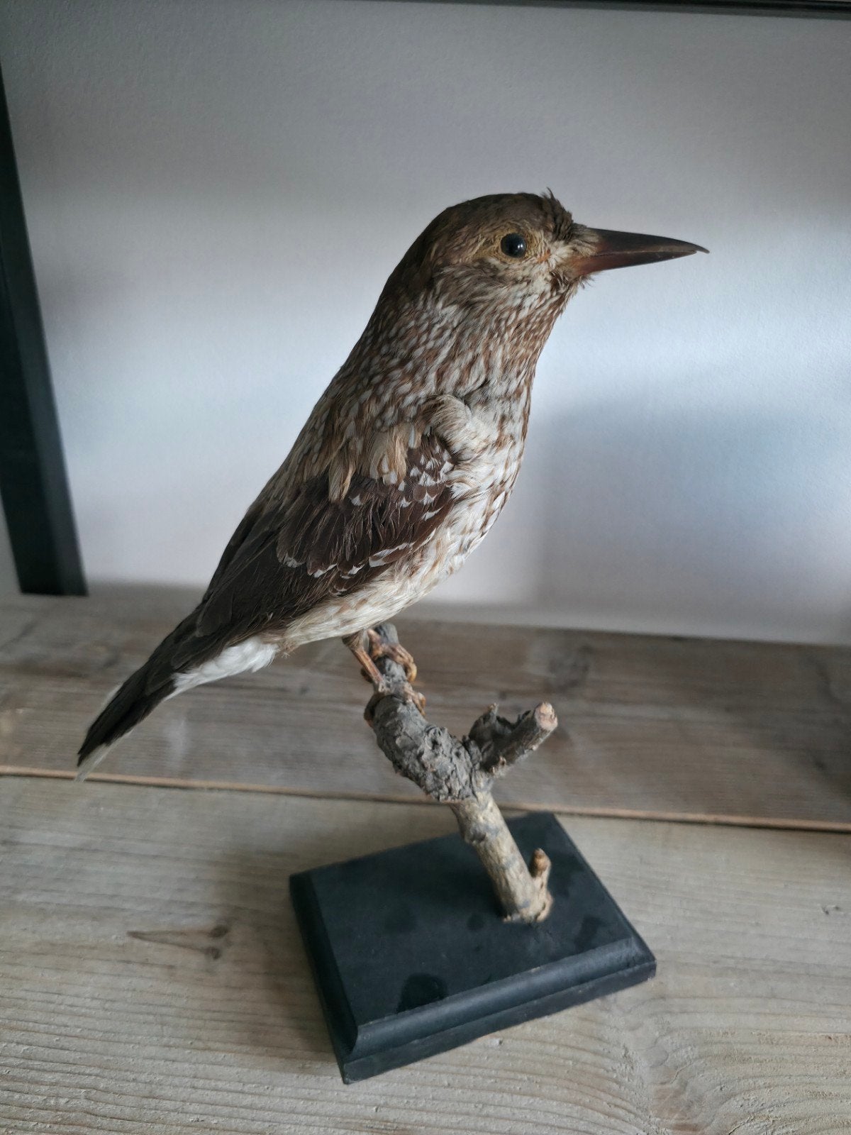 Opgezette Vogel Notenkraker (Nucifraga caryocatactes), Verzamelen, Dierenverzamelingen, Ophalen of Verzenden, Zo goed als nieuw