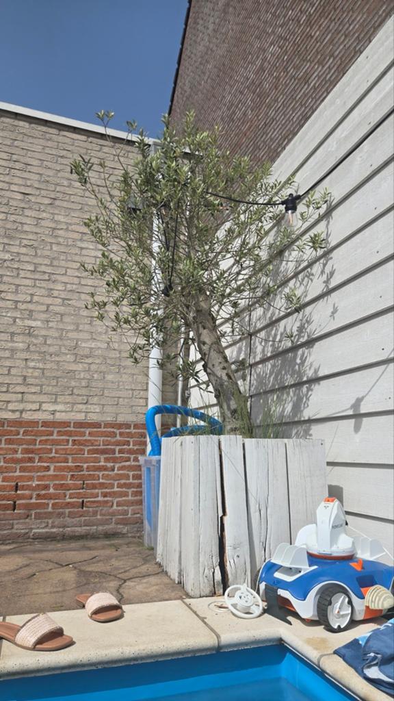 Prachtige Olijfboom in houten bak - Mediterrane sfeer, Ophalen of Verzenden, Siergrassen, Halfschaduw
