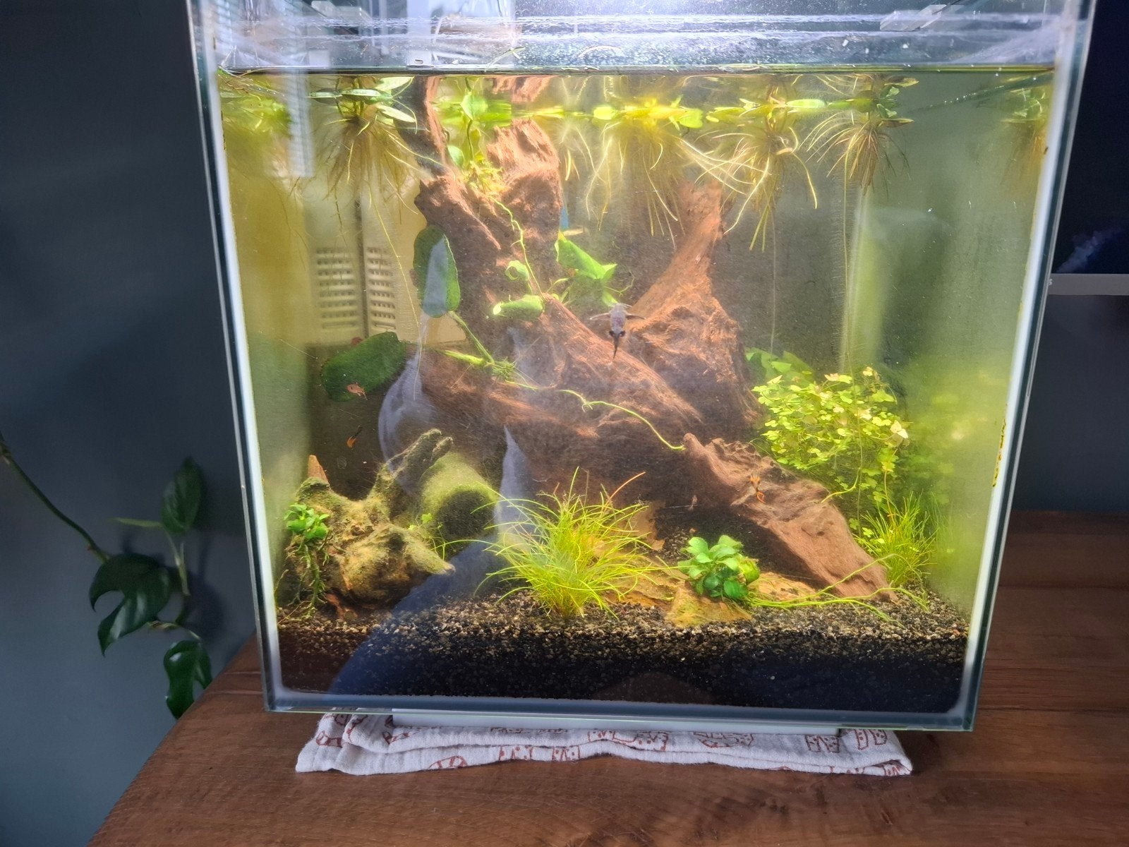 Superfish qubiq 30 wit., Ophalen