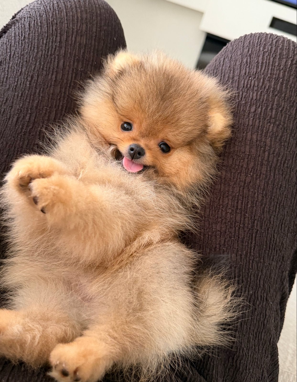 Pomeriaan bear face puppy, Particulier, Overige rassen, 8 tot 15 weken, Buitenland