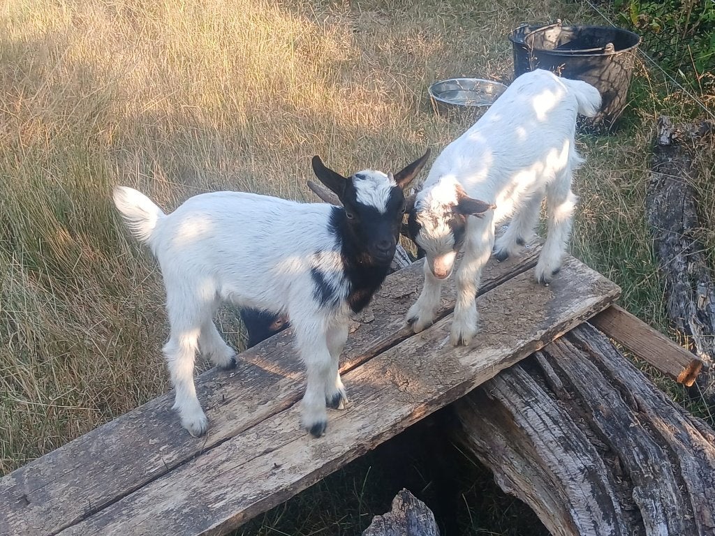 Bok, Mannelijk, Geit, 0 tot 2 jaar