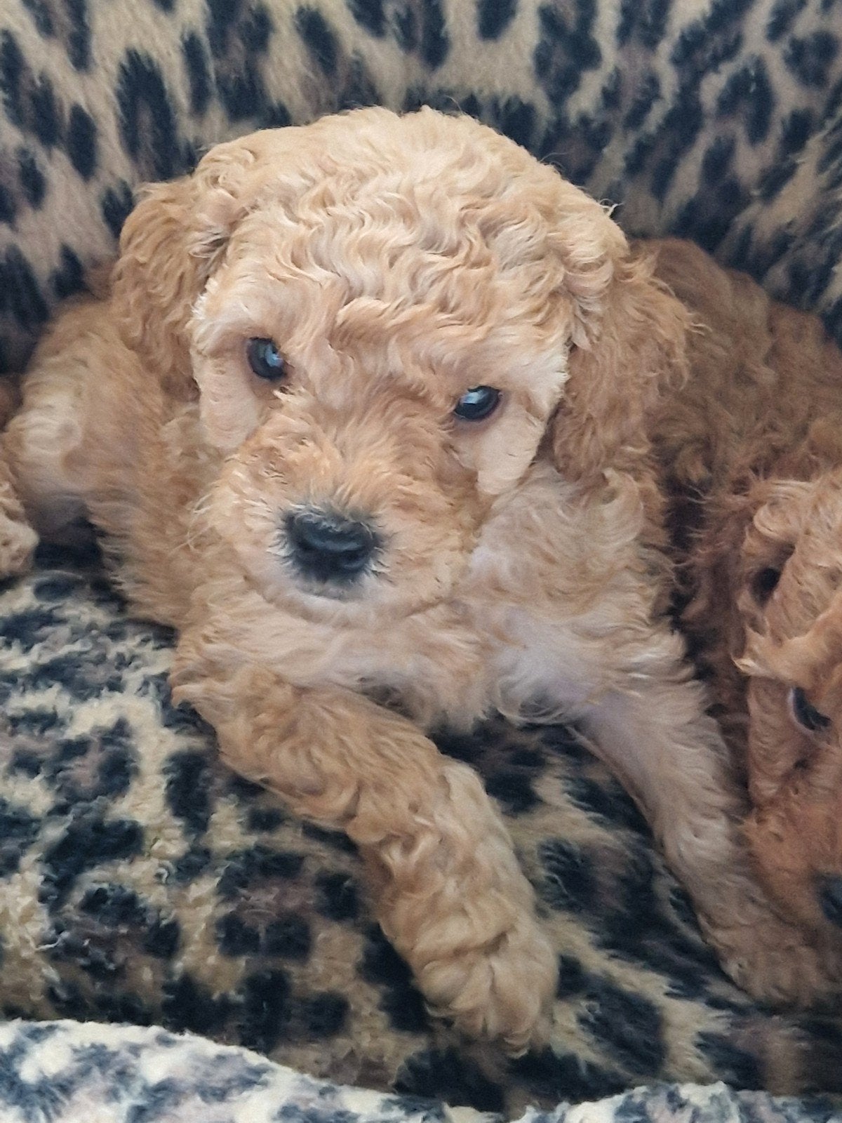 Schattige toy poedel pups 3 reutjes toypoedel, Dieren en Toebehoren, Poedel, Reu, 8 tot 15 weken, Meerdere