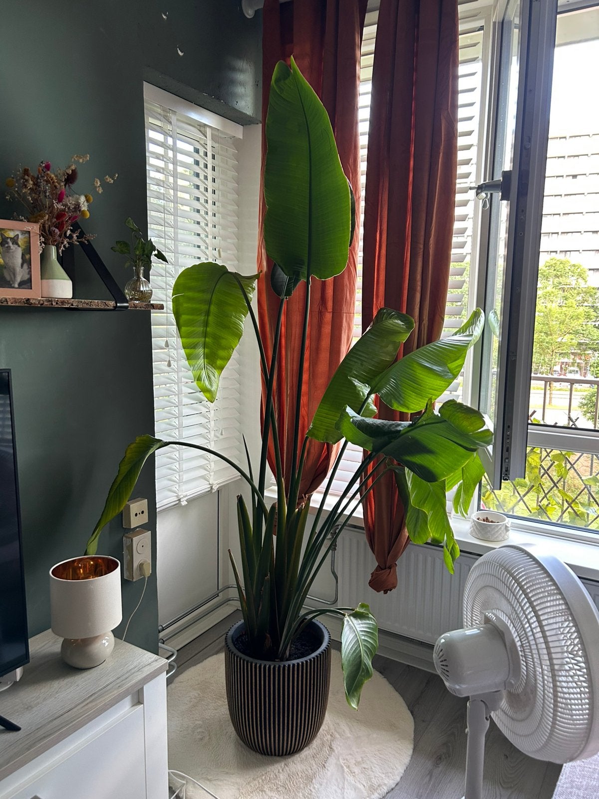 strelitzia, Huis en Inrichting, Ophalen, Volle zon, 150 tot 200 cm