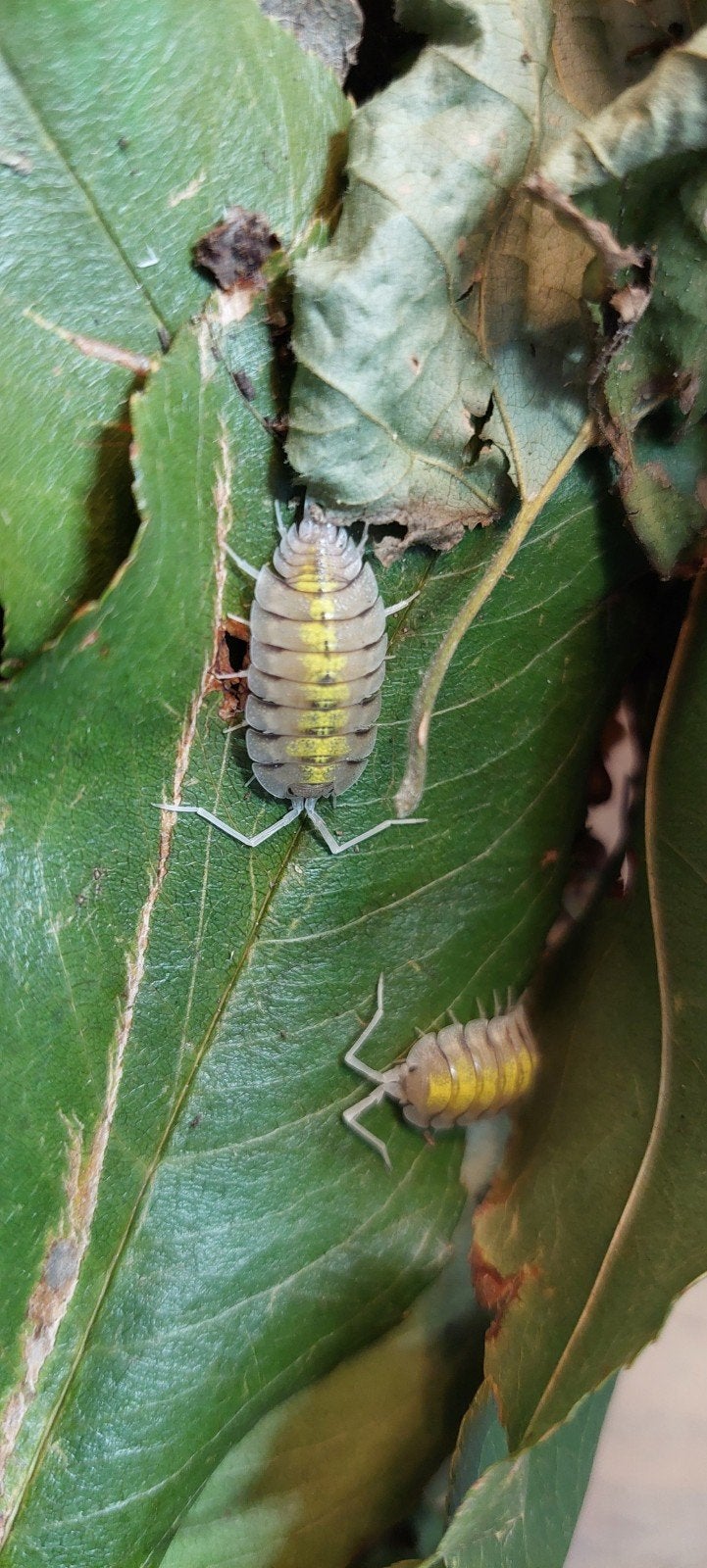 Porcellio Bolivari Yellow Ghost, 10 voor 25 euro, Dieren en Toebehoren, Overige soorten