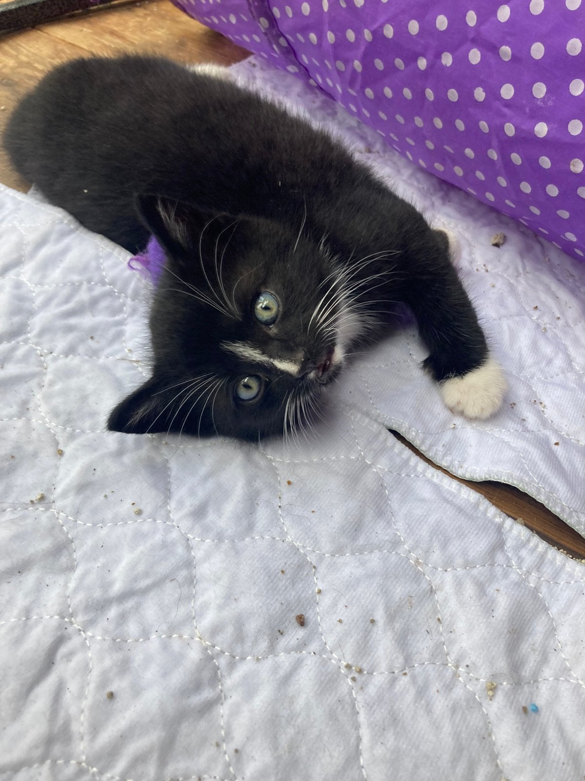 Lieve kittens, Dieren en Toebehoren, Poes