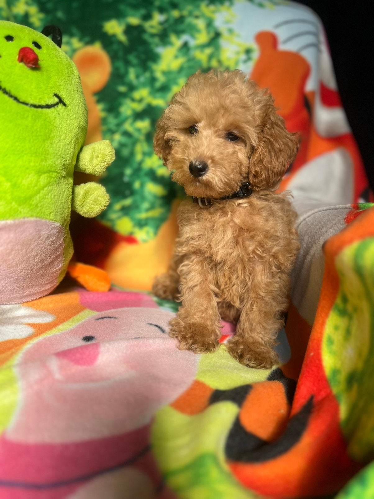 Prachtige mini cockapoo pups, Parvo, Overige rassen, 8 tot 15 weken, Meerdere