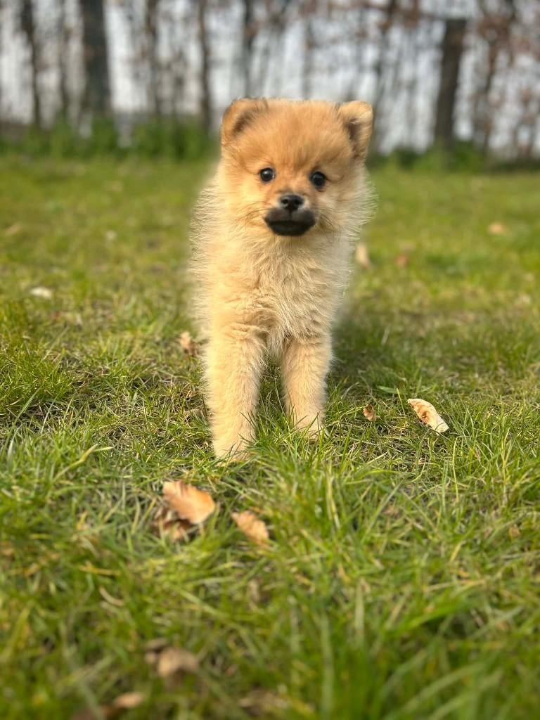 Belgische keeshondjes klaar voor vertrek!, Dieren en Toebehoren, Parvo, België, Keeshond, 8 tot 15 weken