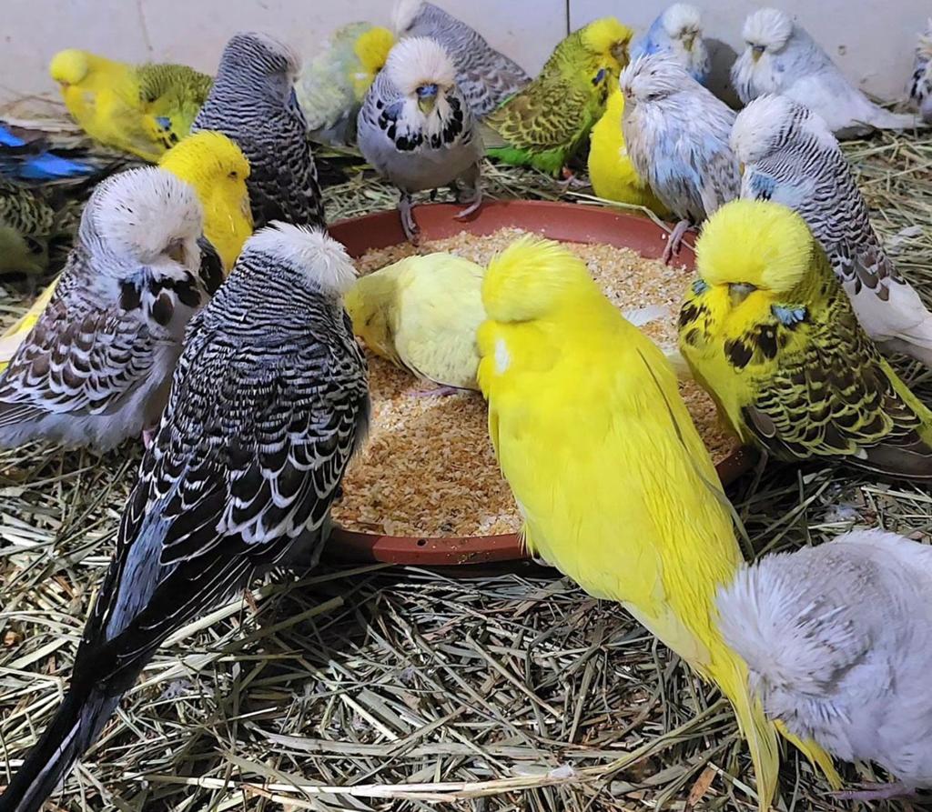 Grasparkieten alle kleuren, Meerdere dieren, Parkiet, Pratend