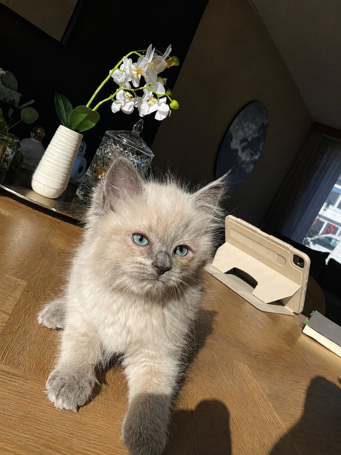 lieve ragdoll kittens, raszuiver huiselijk opgevoed., Dieren en Toebehoren, Meerdere dieren, Ingeënt