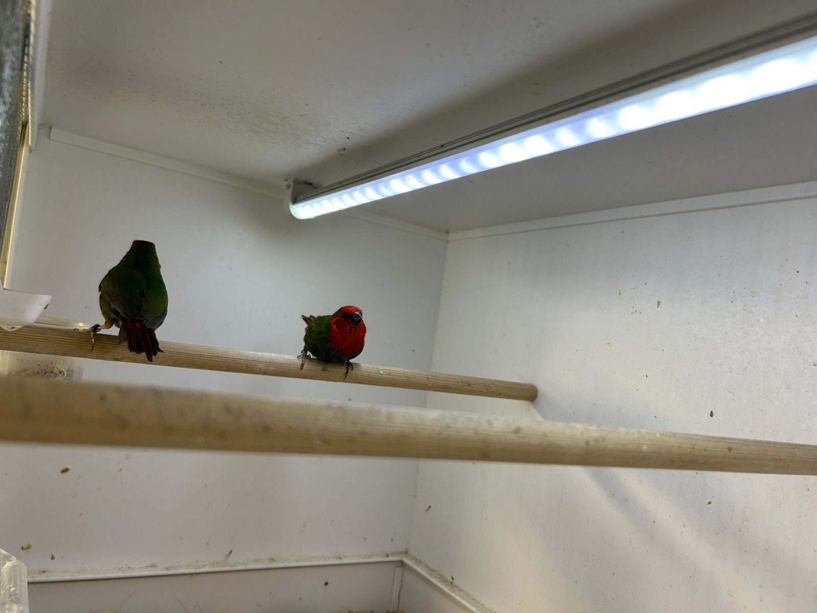 Mooi koppel roodkop papegaai amadine 2025, Dieren en Toebehoren, Vogels | Overige Vogels