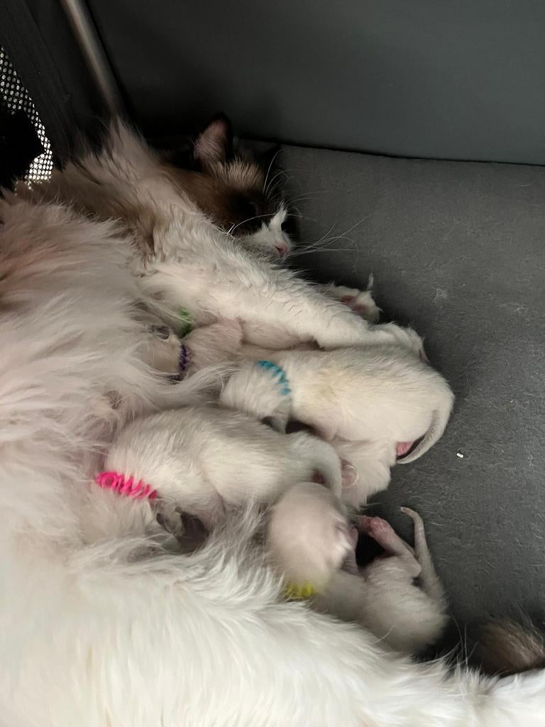 Zeer mooie Ragdoll kittens met stamboom uit geteste ouders!!, Dieren en Toebehoren, Katten en Kittens | Raskatten | Langhaar, Met stamboom