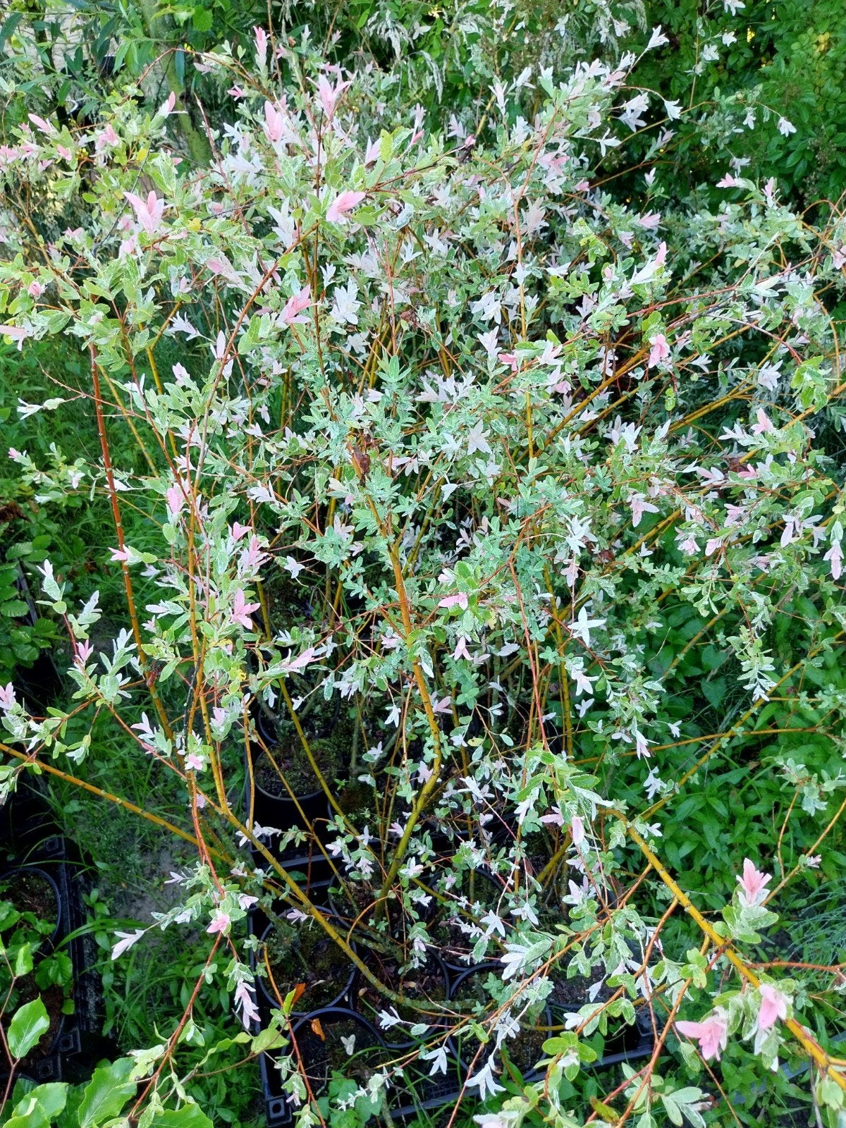 Salix Hakuro Nishiki Struiken 80-100 cm, Ophalen, Vaste plant, Overige soorten, Volle zon