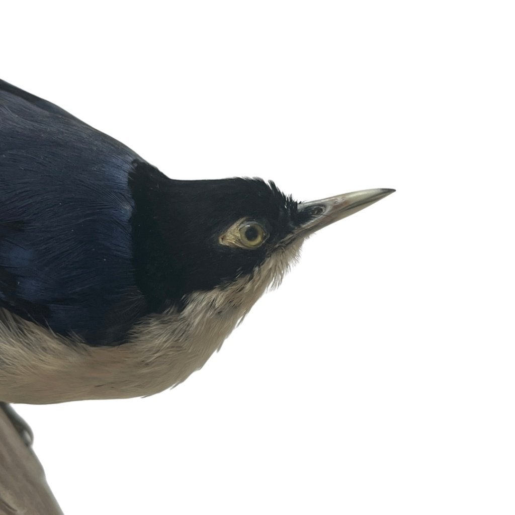 Opgezette zwartbuikboomklever, Verzamelen, Ophalen of Verzenden, Nieuw, Vogel, Opgezet dier