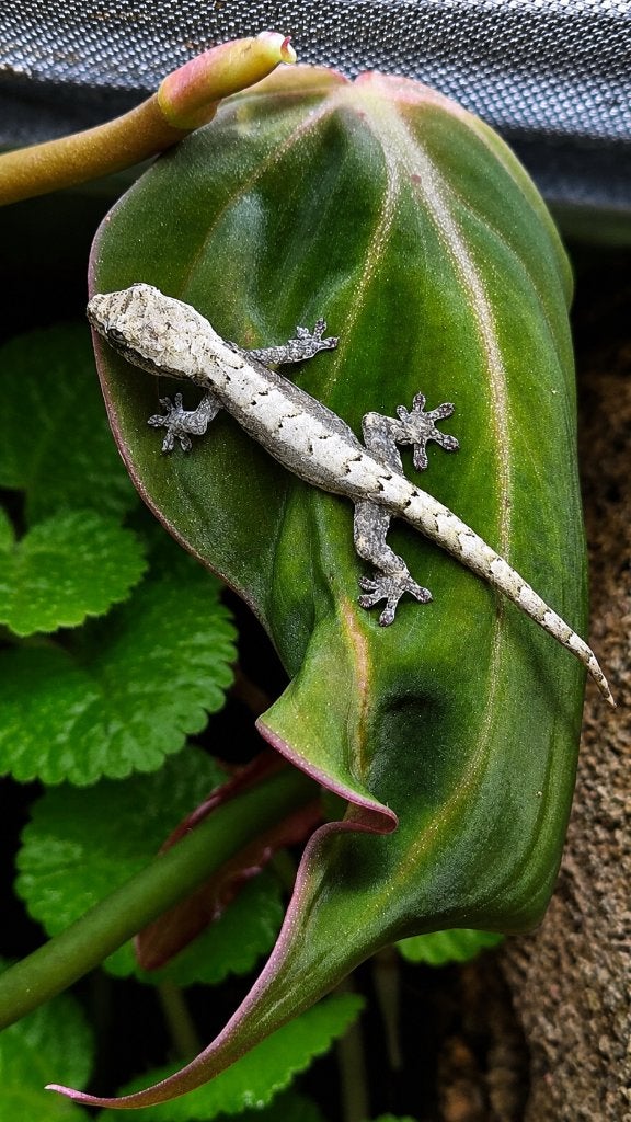 Rouwgekko, Hagedis, 0 tot 2 jaar