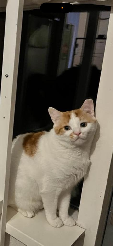 Kattenoppas/logeeradres, Kater, Ingeënt, 6 jaar of ouder