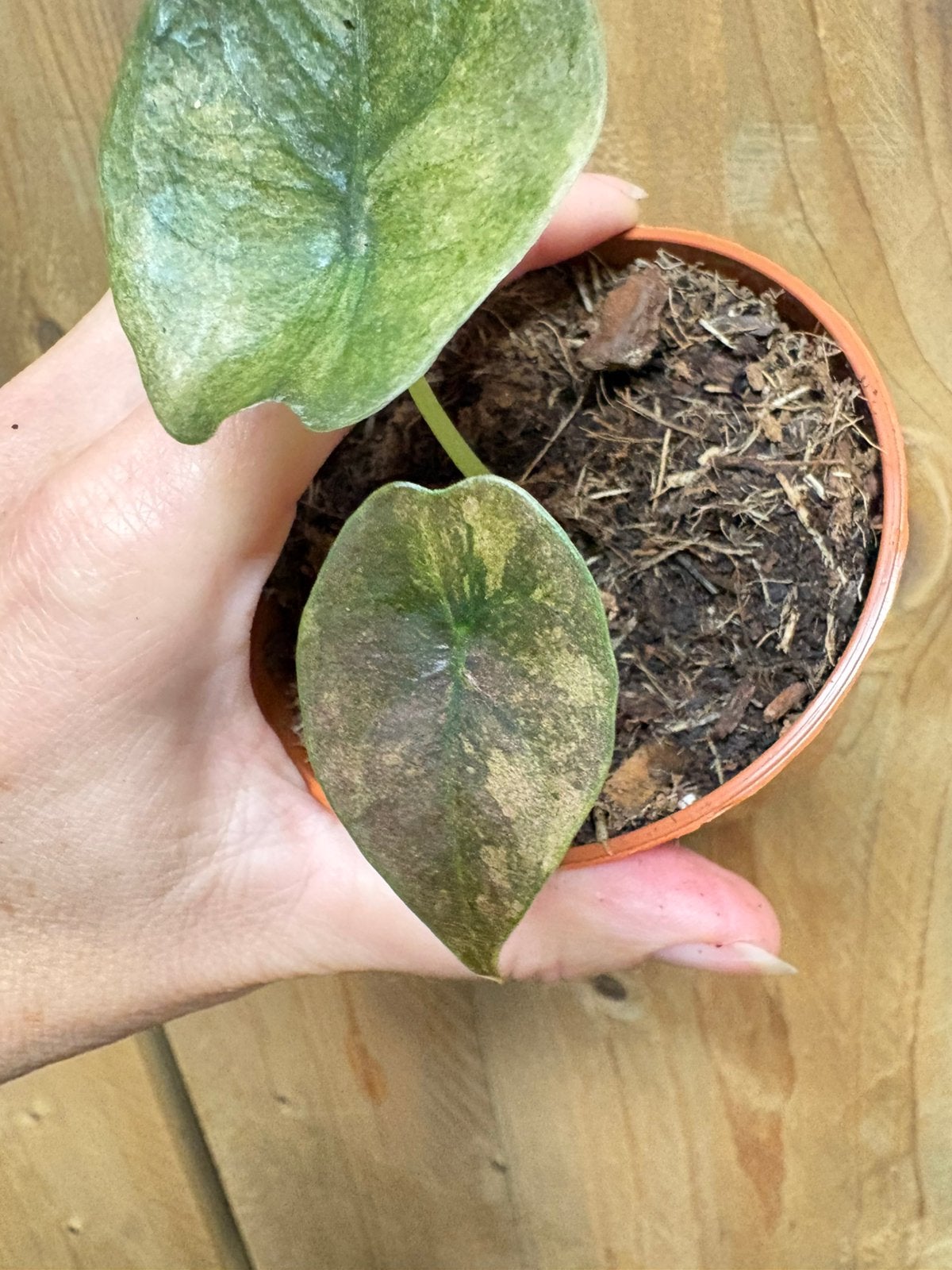 Alocasia cuprea red secret plant variegata pink roze mint, Ophalen of Verzenden, Halfschaduw, Minder dan 100 cm