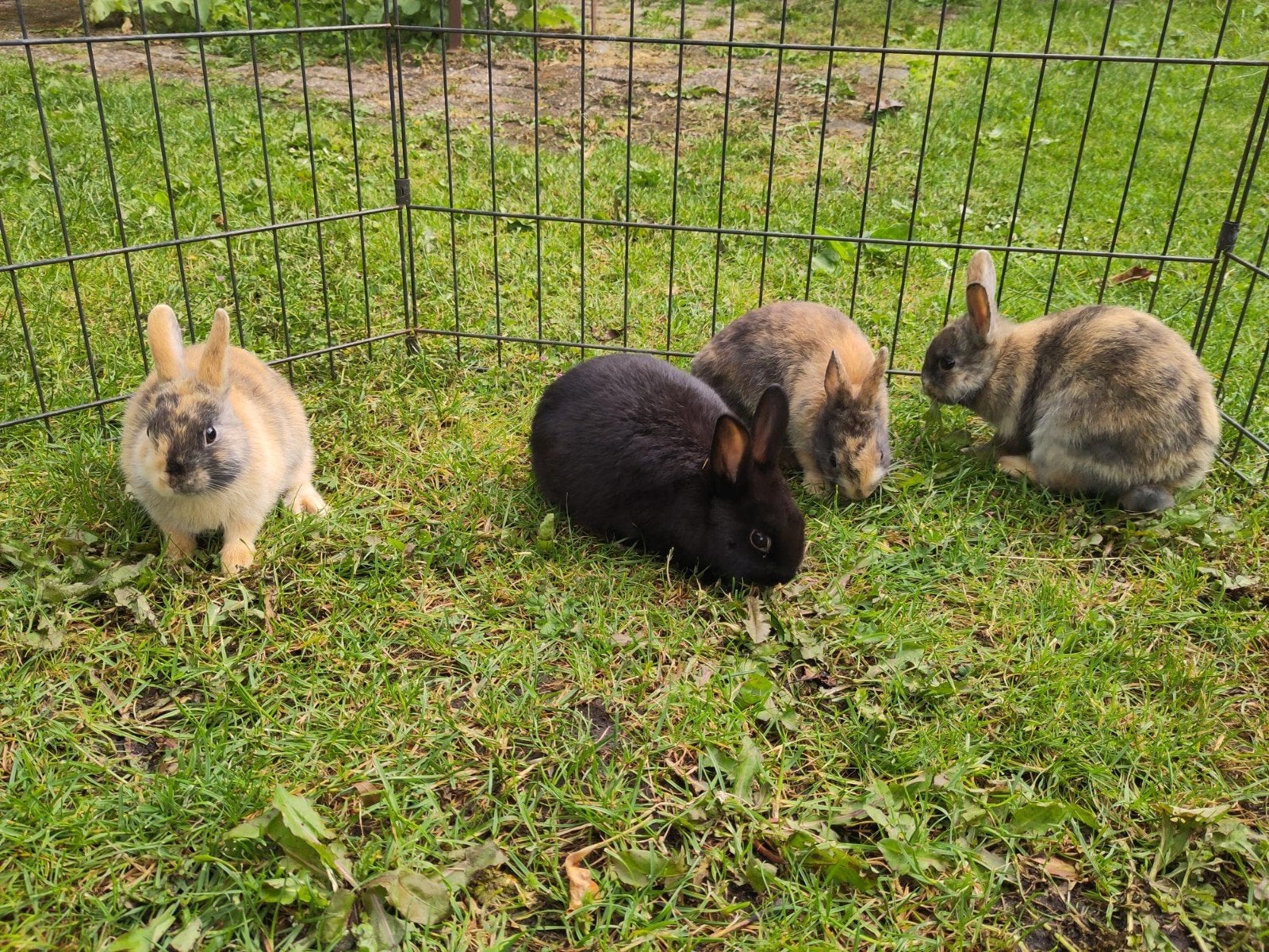 Nestje dwergkonijnen- 2x ram bont en 1x voedster zwart, Dieren en Toebehoren, Konijnen, Meerdere dieren, Dwerg, 0 tot 2 jaar