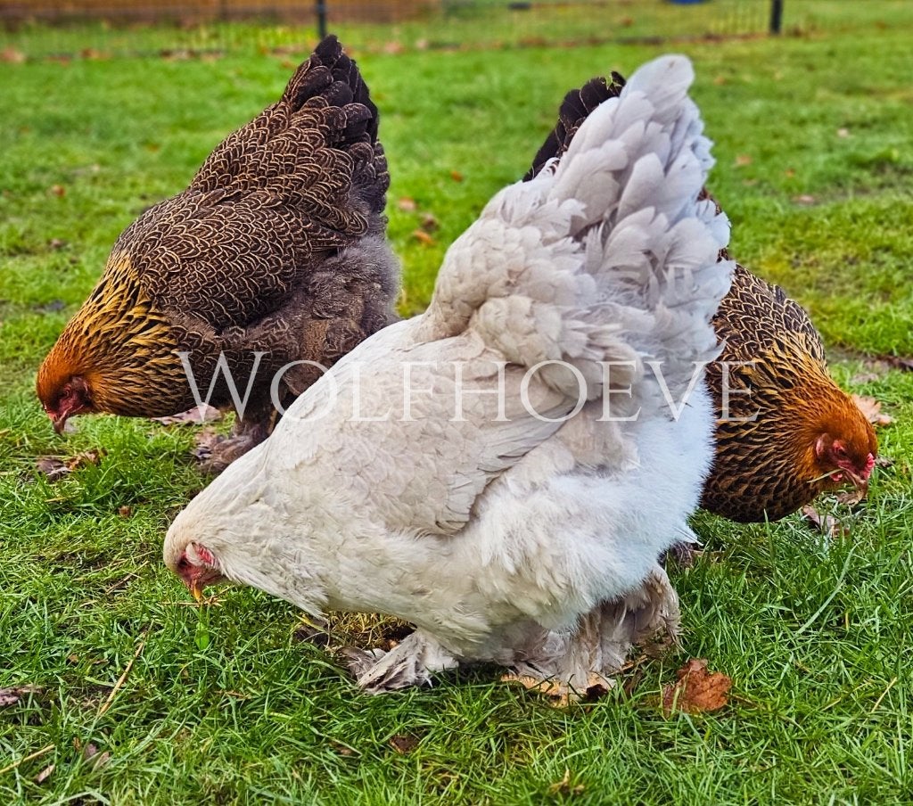 Brahma’s 1 dag oud tot 6 maanden, Dieren en Toebehoren, Mannelijk, Kip