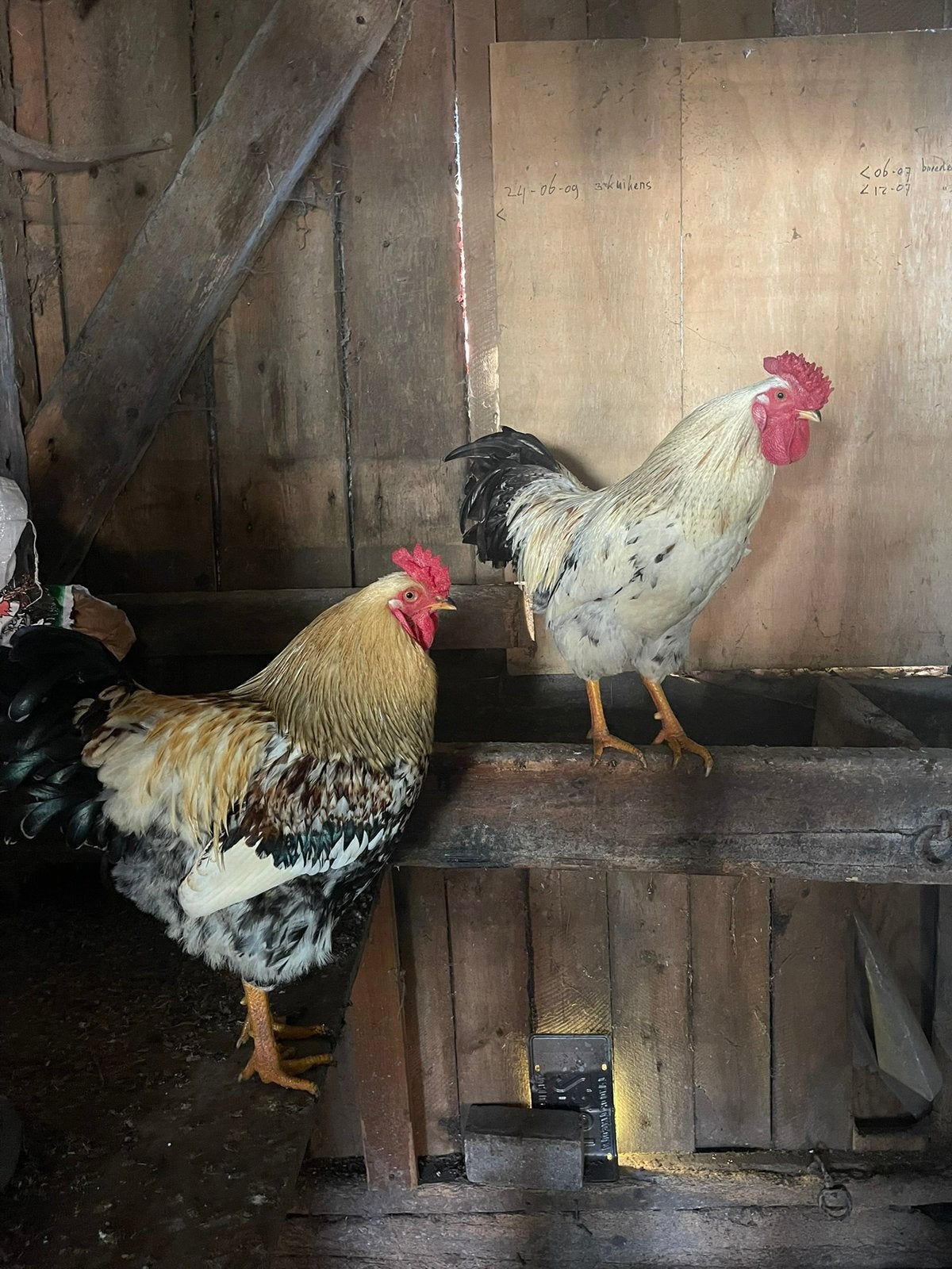 2 lieve hanen, Mannelijk, Kip